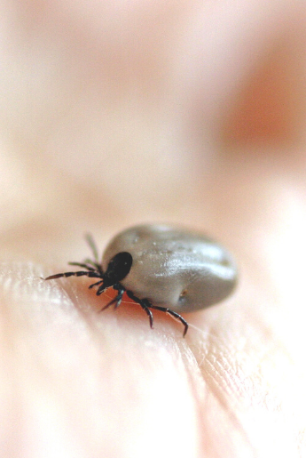 Babesia and other Co-infections of Lyme